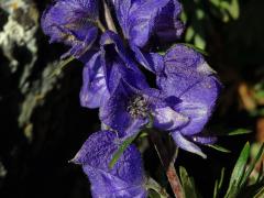 Oměj (Aconitum napellus L.)