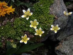 Lomikámen mechovitý (Saxifraga bryoides L.)