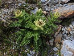 Pcháč (Cirsium spinosissimum (L.) Scop.)