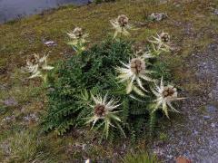 Pcháč (Cirsium spinosissimum (L.) Scop.)