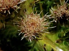 Pcháč (Cirsium spinosissimum (L.) Scop.)