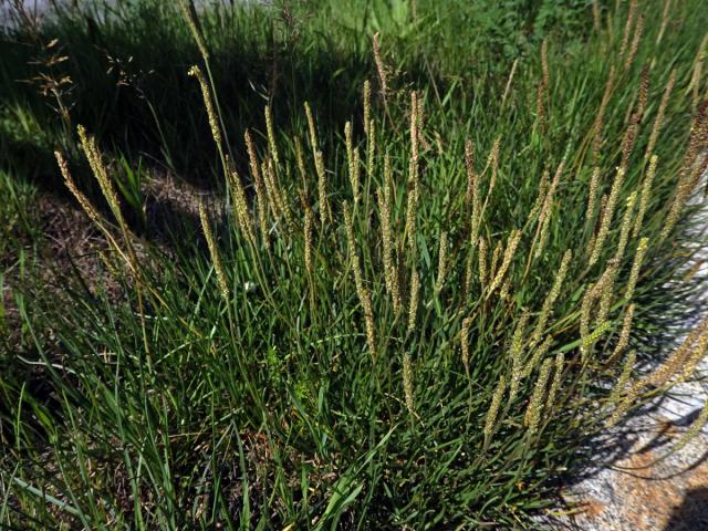 Jitrocel přímořský (Plantago maritima L.)