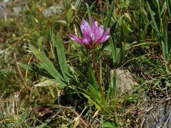 Jetel alpský (Trifolium alpinum L.)