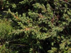 Jalovec obecný nízký (Juniperus communis subsp. alpina (Neibr.) Čelak.)   