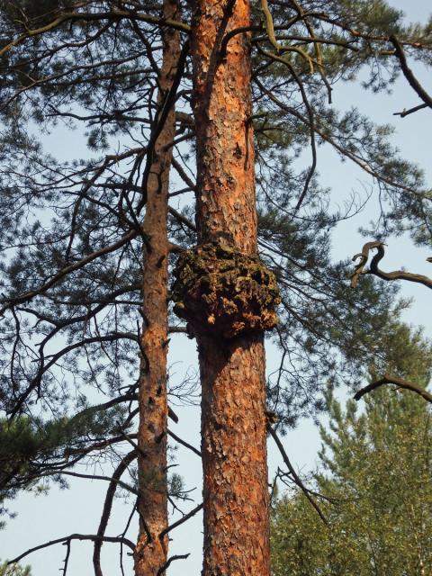 Tumor na borovici lesní (Pinus sylvestris L.) (27a)