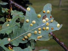 Hálky žlabatky hráškové (Neuroterus quercusbaccarum) - letní generace