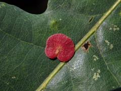 Hálky žlabatky hráškové (Neuroterus quercusbaccarum) - letní generace