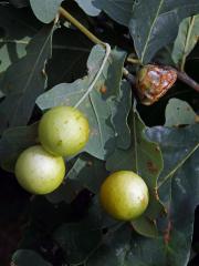 Hálky žlabatky dubové (Cynips quercusfolii)