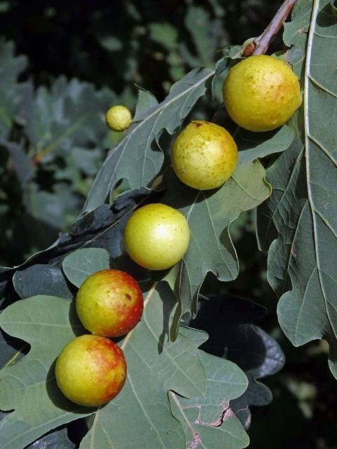 Hálky žlabatky dubové (Cynips quercusfolii)