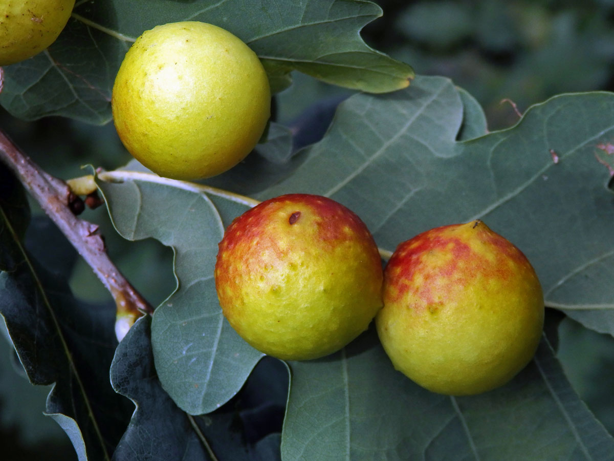 Hálky žlabatky dubové (Cynips quercusfolii)