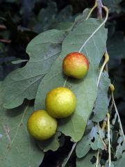 Hálky žlabatky dubové (Cynips quercusfolii)