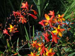 Montbrécie (Crocosmia × crocosmiiflora (Lemoine) N. E. Br.)