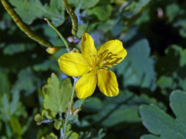 Vlaštovičník větší (Chelidonium majus L.) - pětičetný květ (3)