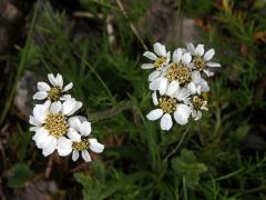 Řebříček (Achillea atrata L.)