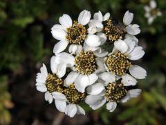 Řebříček (Achillea atrata L.)