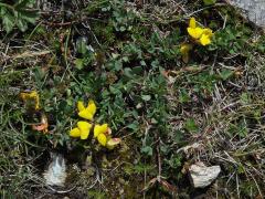 Štírovník alpský (Lotus alpinus (Ser.) Schleich. ex Ramond)