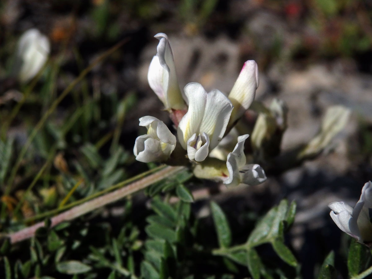 Vlnice ladní (Oxytropis campestris (L.) DC.)