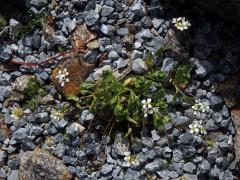 Huseník alpský (Arabis alpina L.)