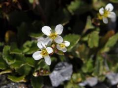 Huseník alpský (Arabis alpina L.)