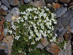 Rožec jednokvětý (Cerastium uniflorum Clairv.)