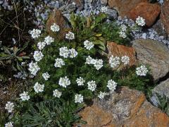 Řebříček (Achillea erba-rotta All.)