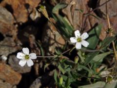 Silenka skalní (Silene rupestris L.)