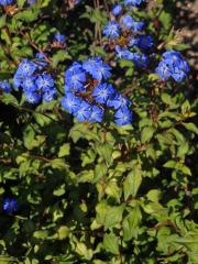 Rohovec (Ceratostigma willmottianum Stapf)