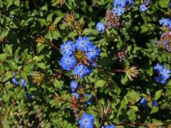 Rohovec (Ceratostigma willmottianum Stapf)