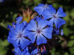 Rohovec (Ceratostigma willmottianum Stapf)