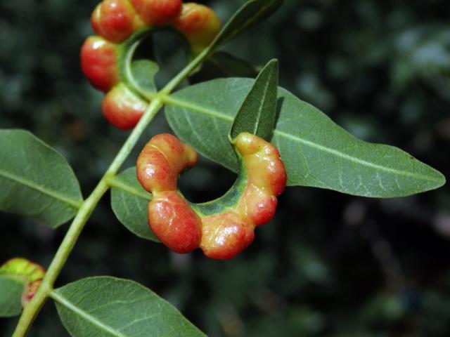 HHálky mšice Forda riccobonii na řečíku (Pistacia atlantica Desf.)