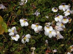 Mazus kořenující (Mazus radicans (Hook. f.) Cheeseman)    