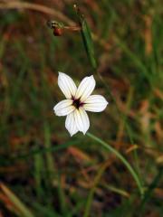 Badil (Sisyrinchium L.)