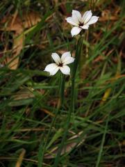 Badil (Sisyrinchium iridifolium Kunth)