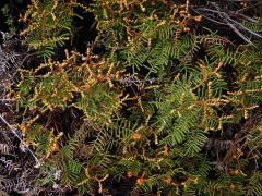 Gleichenie (Gleichenia alpina Sm.)