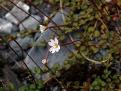 Vrbovka (Epilobium brunnescens subsp. brunnescens (Cockayne) P. H. Raven & Engelhorn)