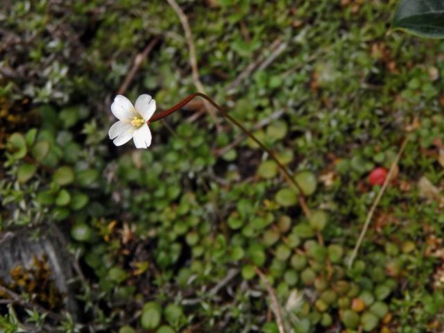 Vrbovka (Epilobium brunnescens subsp. brunnescens (Cockayne) P. H. Raven & Engelhorn)