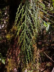 Sleziník (Asplenium flaccidum G. Forst)    