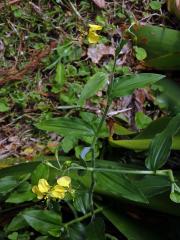 Křížatka (Commelina africana L.)