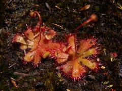 Rosnatka (Drosera trinervia Spreng.)