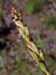 Disa bracteata Sw.