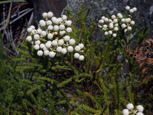 Berzelia lanuginosa (L.) Brongn.