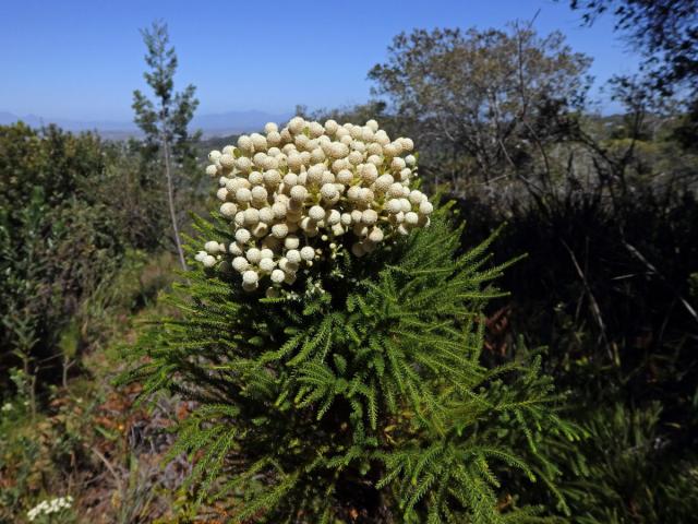 Berzelia lanuginosa (L.) Brongn.