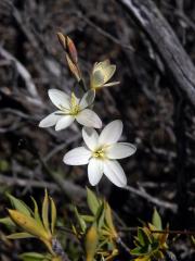 Duhovnice (Ixia L.)