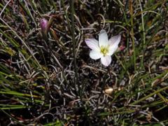 Duhovnice (Ixia orientalis L. Bolus)