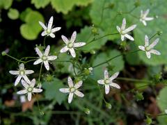 Lomikámen okrouhlolistý (Saxifraga rotundifolia L.)