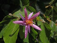 Blahokamýk (Grewia occidentalis L.)