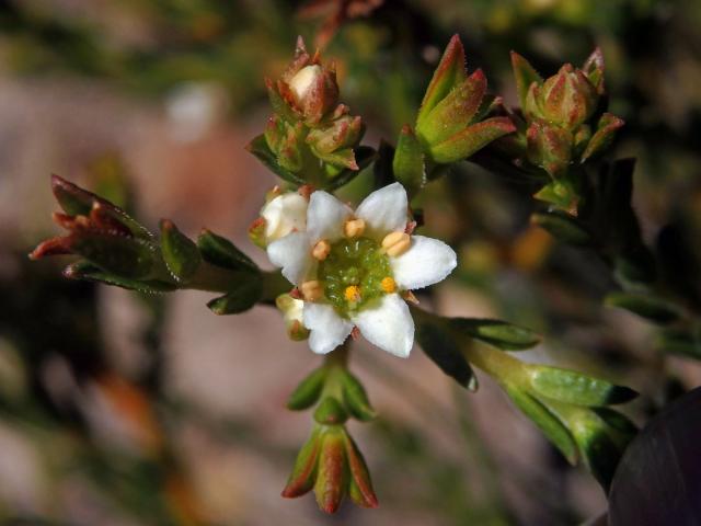 Diosma oppositifolia L., šestičetný květ