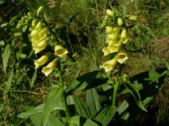 Náprstník velkokvětý (Digitalis grandiflora Mill.)