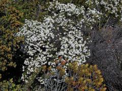 Vřesovec (Erica lutea P. J. Bergius)