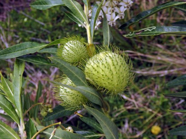 Gomphocarpus physocarpus E. Mey.